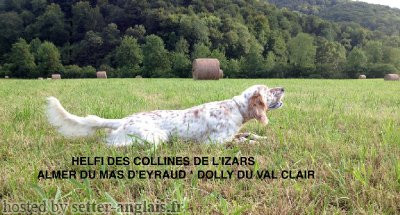Setter Anglais HELFI DES COLLINES DE L'IZARS